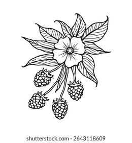 Raspberry and Flower Botanical Illustration