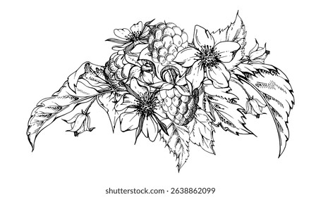 Raspberry flower buds, leaves asymmetrical bunch cluster group, hand drawn in vector ink, ripe forest garden berry. Isolated botanical illustration for dessert menu, wedding, farmers market calendar