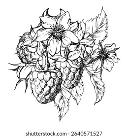 Raspberry flower buds, leaves, asymmetrical ripe forest garden berries bunch cluster group, hand drawn in vector ink. Isolated botanical illustration for dessert menu, wedding, farmers market grocery