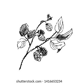 Raspberry flowers and berries. Vector illustration.