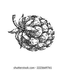 vector dibujado a mano de frambuesa. bayas de fruta, hojas rojas, verde fresco, dulce maduro, postre vegetal boceto saludable de frambuesa. ilustración negra aislada