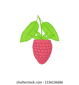 Raspberry. forest pink berries with leaves. Sweet fruit. Single isolated on white