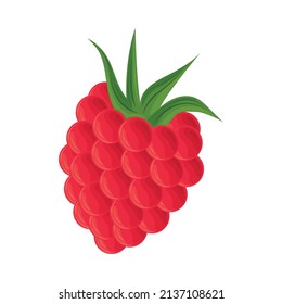 raspberry fresh fruit icon isolated