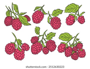 Raspberry Fruit Branch Icon Set. Food Vector Illustration