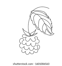 Raspberry fruit in continuous line art drawing style. Minimalist black linear sketch on white background. Vector illustration