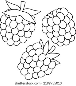 Raspberry Fruit Isolated Coloring Page for Kids