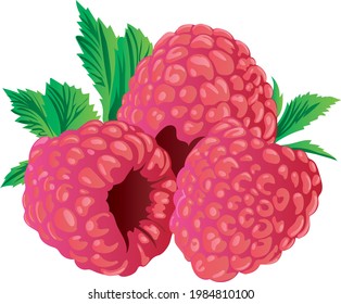Raspberry fruits food vector sweety