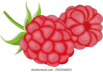 Raspberry Fruits Illustration Isolated on White Background