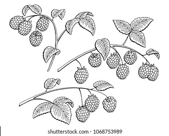 Raspberry graphic branch black white isolated set sketch illustration vector