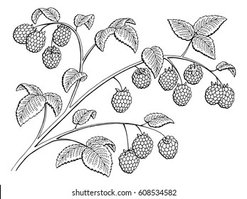 Raspberry graphic branch black white isolated sketch illustration vector