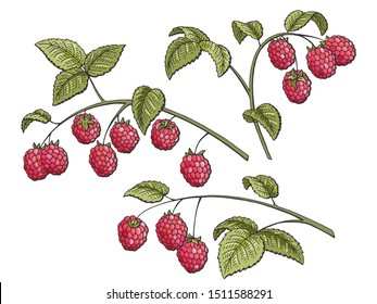 Raspberry graphic branch color isolated set sketch illustration vector