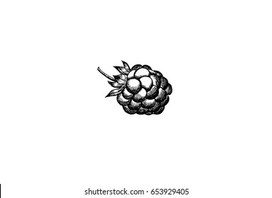 Raspberry, graphic hand drawn illustration isolated on white background