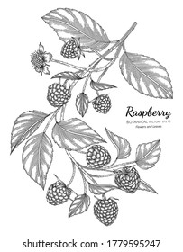 Raspberry hand drawn botanical illustration with line art on white backgrounds. 