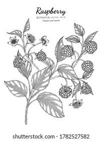 Raspberry hand drawn botanical illustration with line art on white backgrounds. 