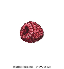 Raspberry hand drawn color vector illustration. Farm natural pink berry sketch. Juicy sweet fruit, organic food isolated on white background. Menu design element