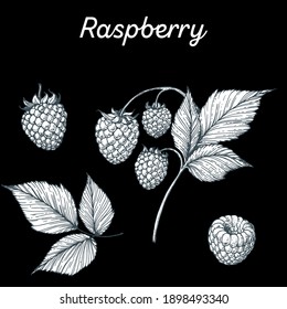 Raspberry hand drawn vector illustration. Raspberries sketch. Vector illustration. Black and white.