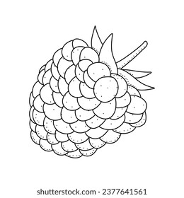 Raspberry hand drawn vector illustration. Raspberries sketch. Vector illustration isolated on white background
