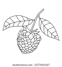 Raspberry hand drawn vector illustration. Raspberries sketch. Vector illustration isolated on white background