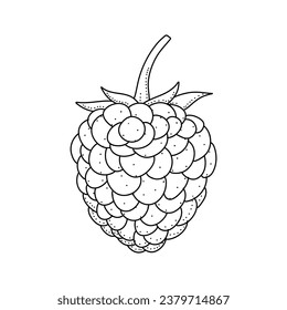 Raspberry hand drawn vector illustration. Raspberries sketch. Vector illustration isolated on white background
