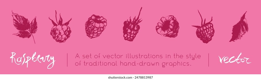Iconos de frambuesa. Conjunto de frambuesas de símbolos de Vector. Plantilla con logo de frambuesas y dibujos de moras. Bosquejos de bayas rosas. Etiqueta Blackberry. Ilustraciones de morera dibujadas a mano.