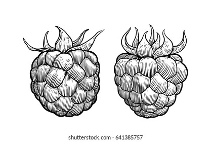 Raspberry illustration, drawing, engraving, ink, line art, vector