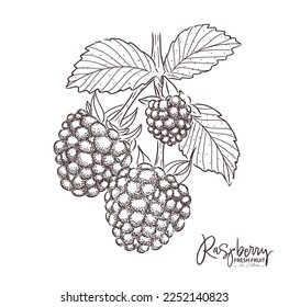 Raspberry illustration Fresh fruit drawing. Hand drawn vintage vector