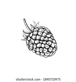 Raspberry isolated berry engraved sketch on white background. Summer berry engraved illustration style.  Hand-drawn food. Great for label, poster, print