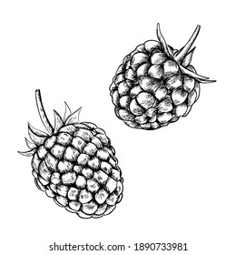 Raspberry isolated berry engraved sketch on white background. Summer berry engraved illustration style.  Hand-drawn food. Great for label, poster, print
