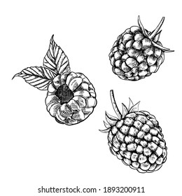 Raspberry isolated berry engraved sketch on white background. Summer berry engraved illustration style.  Hand-drawn food. Great for label, poster, print