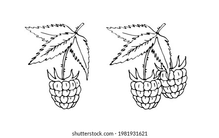 Raspberry. Isolated element for textil clipart, cards, posters, stickers and seasonal design. Hand drawn vector illustration on a white background.
