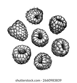 Raspberry. Isolated ink sketch. Hand drawn vector illustration. Vintage style.