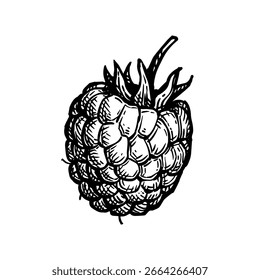 Raspberry. Isolated ink sketch. Hand drawn vector illustration. Vintage style.