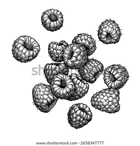 Raspberry. Isolated ink sketch. Hand drawn vector illustration. Vintage style.