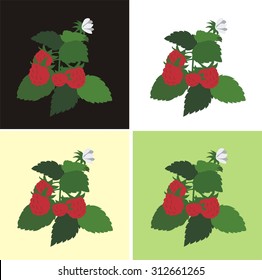 Raspberry isolated on a white, black and colored backgrounds