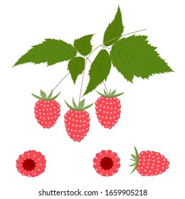 Raspberry. Isolated vector color image on a white background. Raspberry on a twig and a separate image