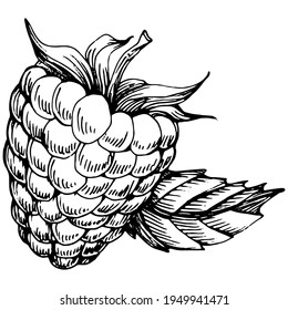 Raspberry isolated vector drawing. Organic essential engraved style sketch. Beauty and spa, cosmetic ingredient. Great for label, poster, flyer, packaging