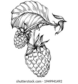 Raspberry isolated vector drawing. Organic essential engraved style sketch. Beauty and spa, cosmetic ingredient. Great for label, poster, flyer, packaging