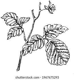 Raspberry isolated vector drawing. Organic essential oil engraved style sketch. Beauty and spa, cosmetic ingredient. Great for label, poster, flyer, packaging