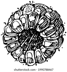 Raspberry isolated vector drawing. Organic essential oil engraved style sketch. Beauty and spa, cosmetic ingredient. Great for label, poster, flyer, packaging