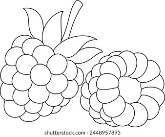 Raspberry Isolated Vector Illustration Coloring Page Hand Drawn for Kids