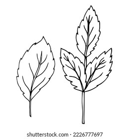 Hojas de frambuesa aisladas. El sketch negro de hojas de frambuesa se aísla en blanco. Las hojas marcan el fondo blanco. Colección.