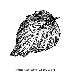 Raspberry leaf. Isolated ink sketch. Hand drawn vector illustration. Vintage style.