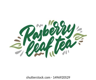 Raspberry leaf tea hand drawn illustration. Template for card banner and poster for restaurant menu and package. Vector illustration