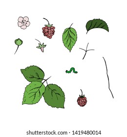 Raspberry leaves, raspberry berries, caterpillar. Vector illustration.