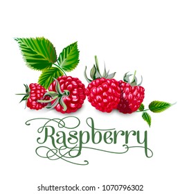 Raspberry leaves and berries isolated on white background. Realistic digital paint.