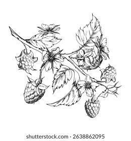 Raspberry leaves flowers berries hanging on thorny spiked branch vector ink hand drawn. Ripe dewberry mulberry. Isolated botanical illustration. Home preserves cookbook, grocery store, closeup card