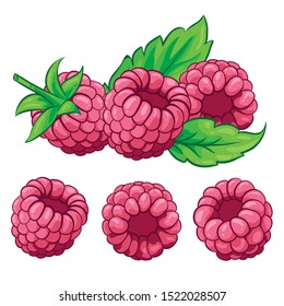 Raspberry with leaves isolated on white background. Berry branch raspberries. Hand drawn vector illustration.