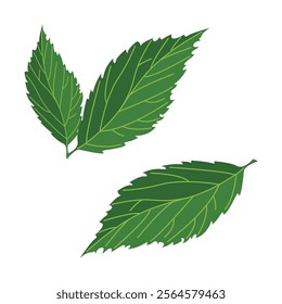 Raspberry leaves isolated on white background. Cartoon vector illustration in flat style.