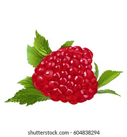 Raspberry with leaves. Vector file. Adobe Illustrator 10 EPS