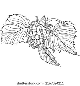 Raspberry with leaves. Vector illustrations in hand drawn sketch doodle style. Organic botanical illustration isolated on white. Close up berry fruit. Element for coloring book, design, print